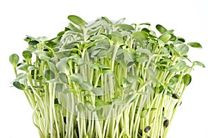 Sunflower Sprouts
