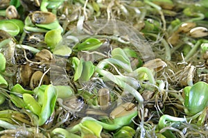Sunflower sprouts