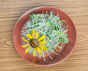 Sunflower and sprouts