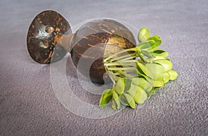 Sunflower sprouts in cup