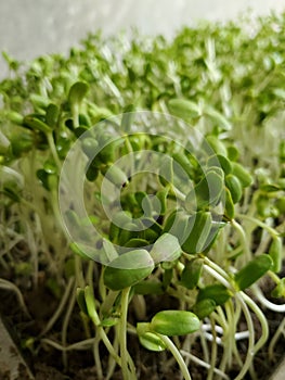 The sunflower sprouts in the soil.