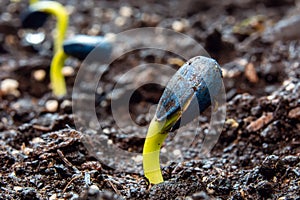 Sunflower sprouts sown in a row, on a background of soil