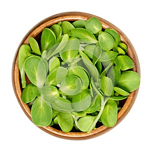 Sunflower sprouts, microgreen and fresh shoots, in a wooden bowl