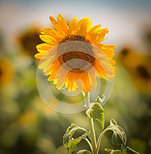 Sunflower in a Square Format