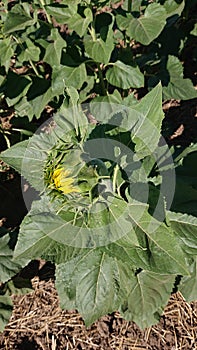 Sunflower in the stage of inflorescence formation