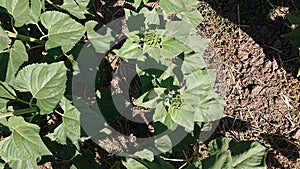 Sunflower in the stage of inflorescence formation