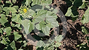 Sunflower in the stage of inflorescence formation