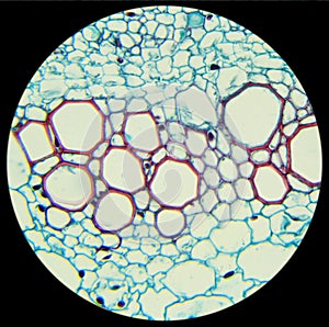 Sunflower stalk cross-section under the microscope, (Helianthus