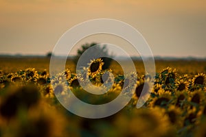 Sunflower standing out