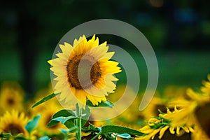 Sunflower standing out in a field