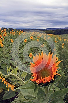 Sunflower stands out among the crowd