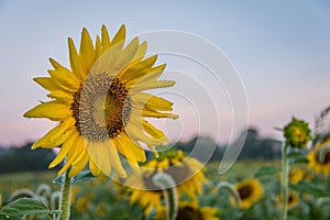 Sunflower stands out in field in early morning