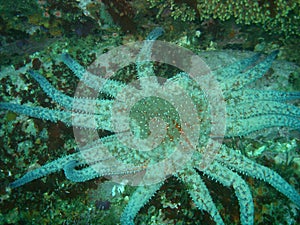 Sunflower starfish