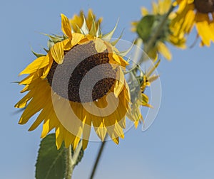 Sunflower starting to wilt with a blue sky above