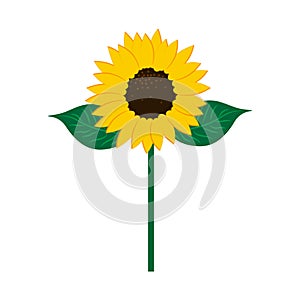 Sunflower with stem icon. Nature concept. Agriculture background. Hand drawn picture. Vector illustration. Stock image.