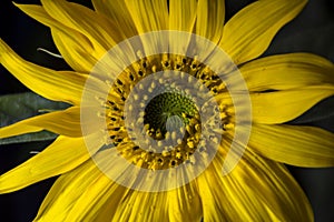 Sunflower stilllife plant yellow flower