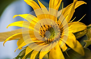 Sunflower stilllife plant yellow flower photo