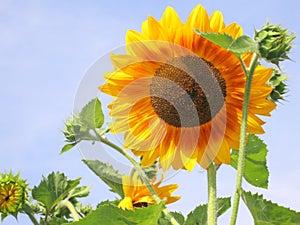 Sunflower - Stock Photos