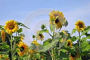 Sunflower - Stock Photos