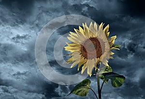 Sunflower and stormy sky
