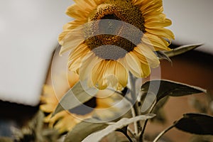 Sunflower summer