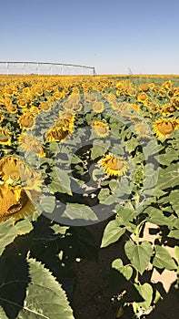 Sunflower girasoles