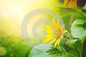 Sunflower summer background