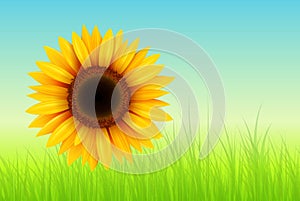 Sunflower summer background