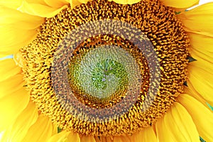 Bright yellow bloom of sunflower center details