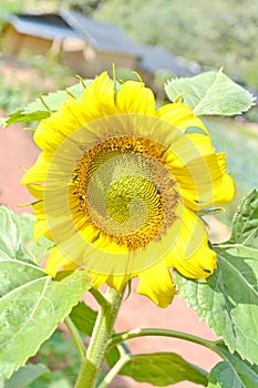 Sunflower