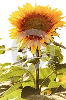 Sunflower in summer day field