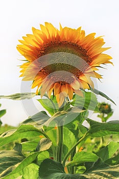 Sunflower in summer day field