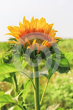 Sunflower in summer day field