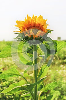 Sunflower in summer day field