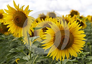 sunflower in the summer field