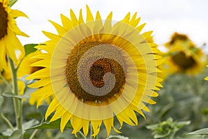 sunflower in the summer field