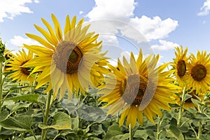sunflower in the summer field