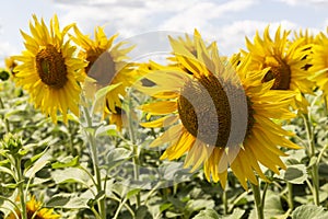 sunflower in the summer field