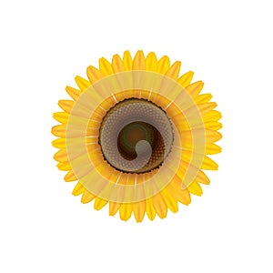 Sunflower. Summer flower isolated.