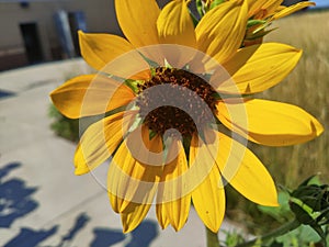 Sunflower Sun bathing