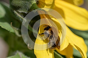 Sunflower in the sun bee included