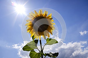 Sunflower with sun, blue sky and white clouds on background.