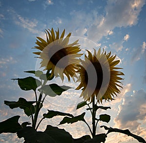 Sunflower - Sun Flower