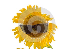 Sunflower in sun glasses
