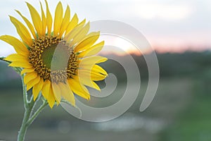 Sunflower and the sun. Single yellow flower in the field at sunset sunrise background. Floral nature for inspirational inspiration