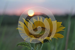 Sunflower and the sun. Single yellow flower in the field at sunset sunrise background. Floral nature for inspirational inspiration