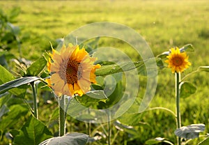 Sunflower in the sun