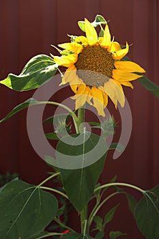 Sunflower and sunflower buds with foliage photo