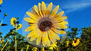 Sunflower in a Sunflower Field