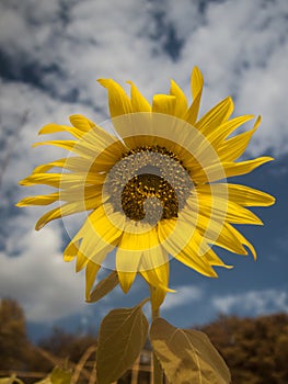 Sunflower / sunflower full spectrum photo